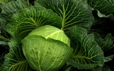 cabbage-3722498_1920